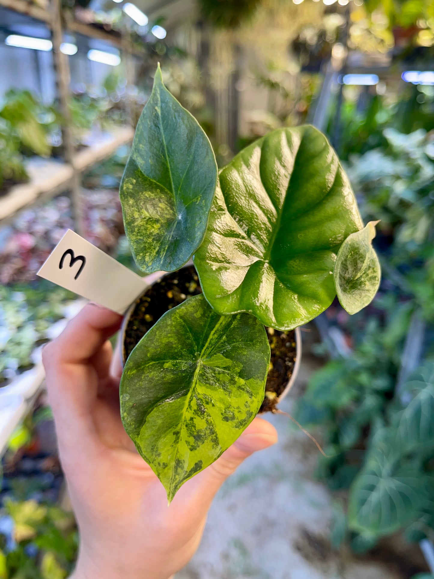 Alocasia sinuata variegata NEW