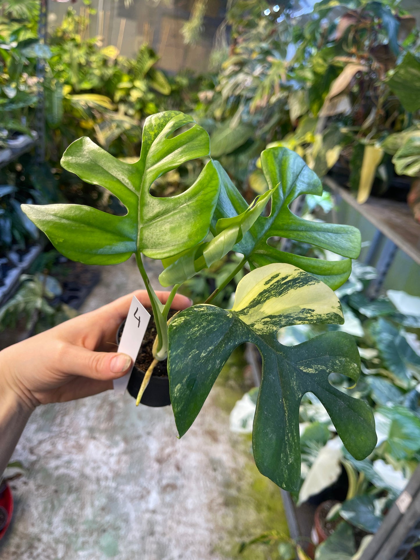 Monstera minima aurea yellow Marilyn / Rhaphidophora tetrasperma aurea yellow Marilyn