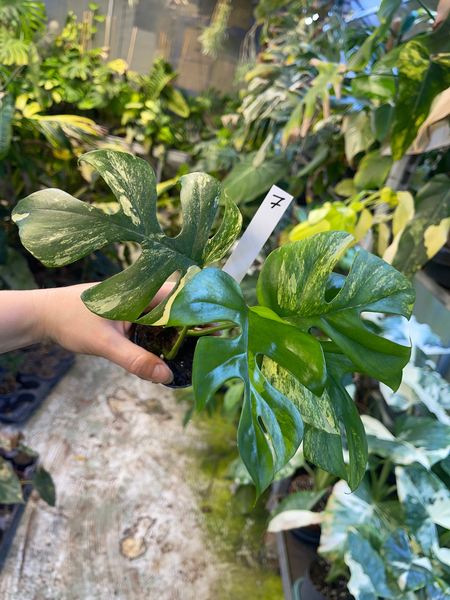 Monstera minima aurea yellow Marilyn / Rhaphidophora tetrasperma aurea yellow Marilyn