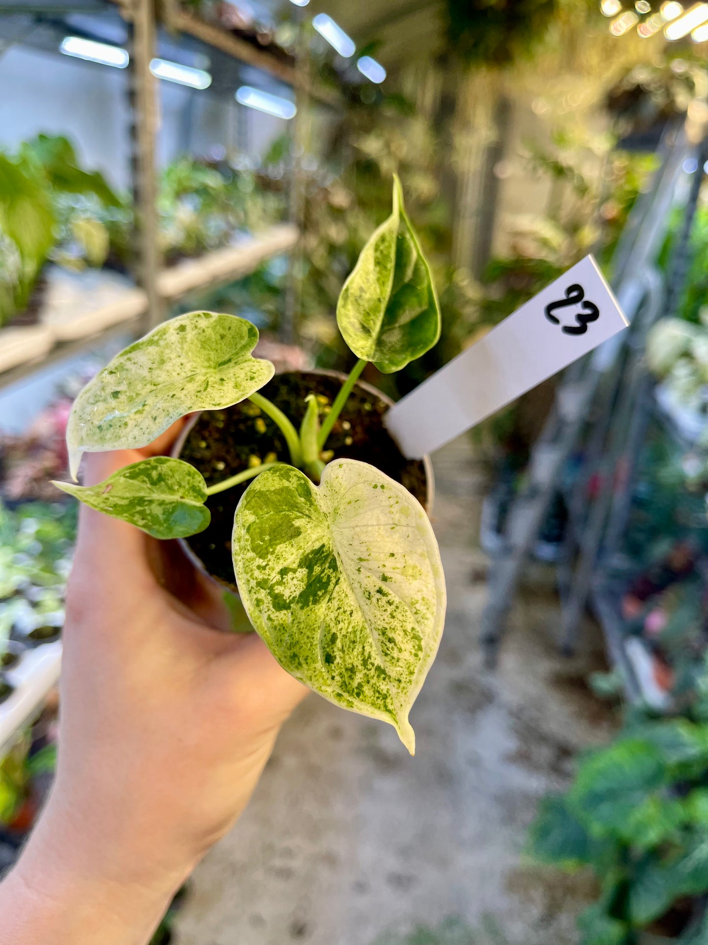 Alocasia dragon scale mint variegata NEW