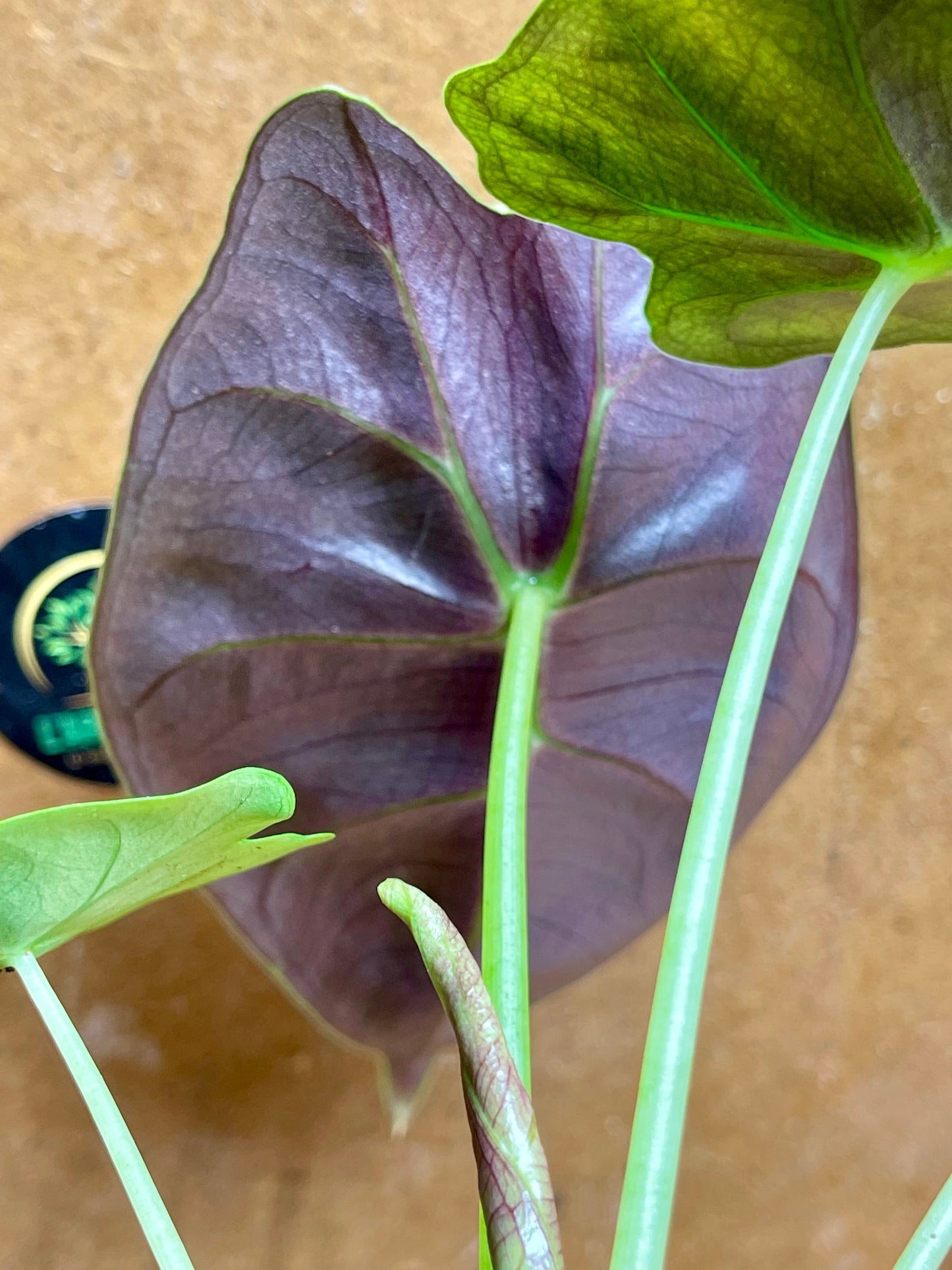 Alocasia golden bone