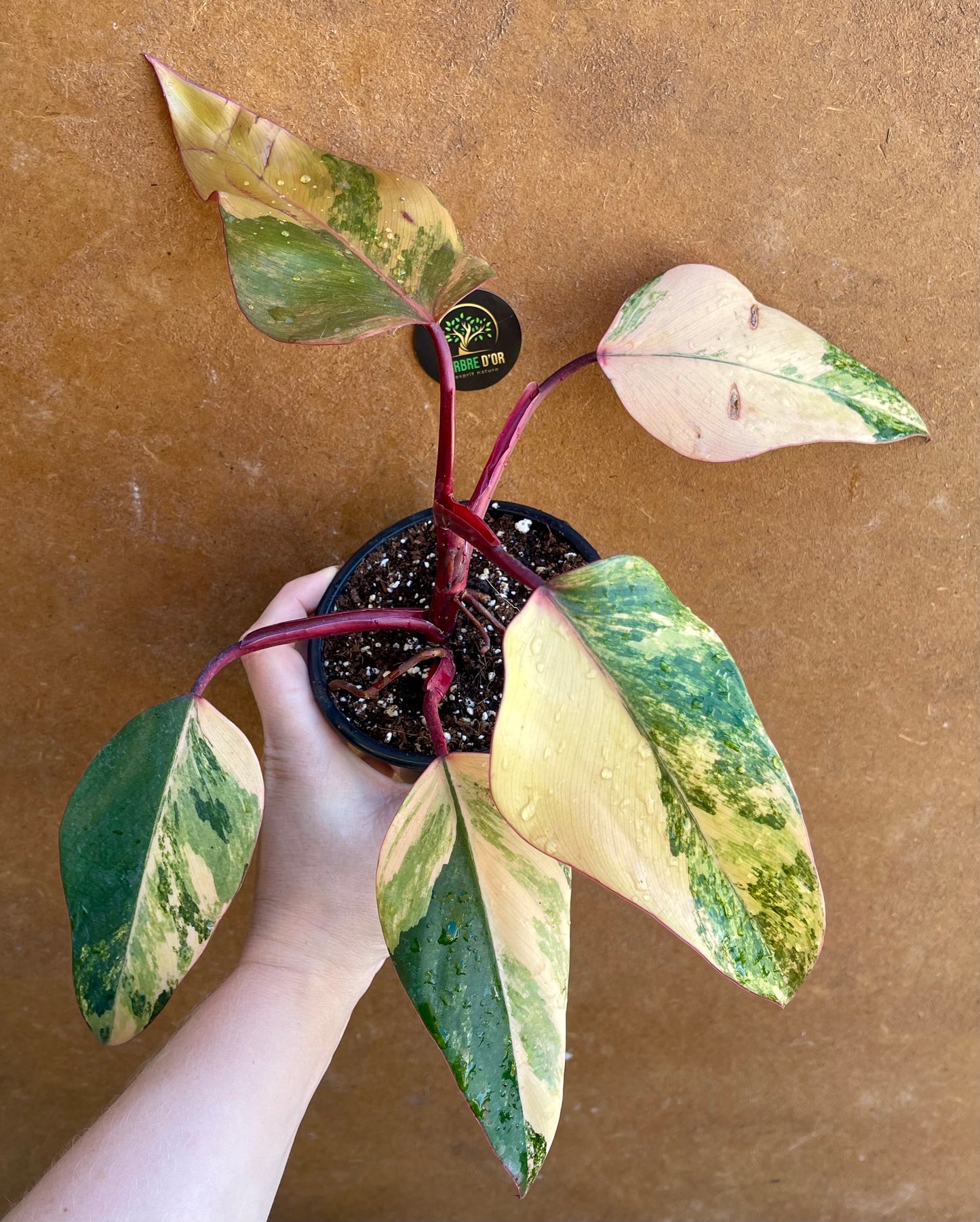 Philodendron strawberry Shake