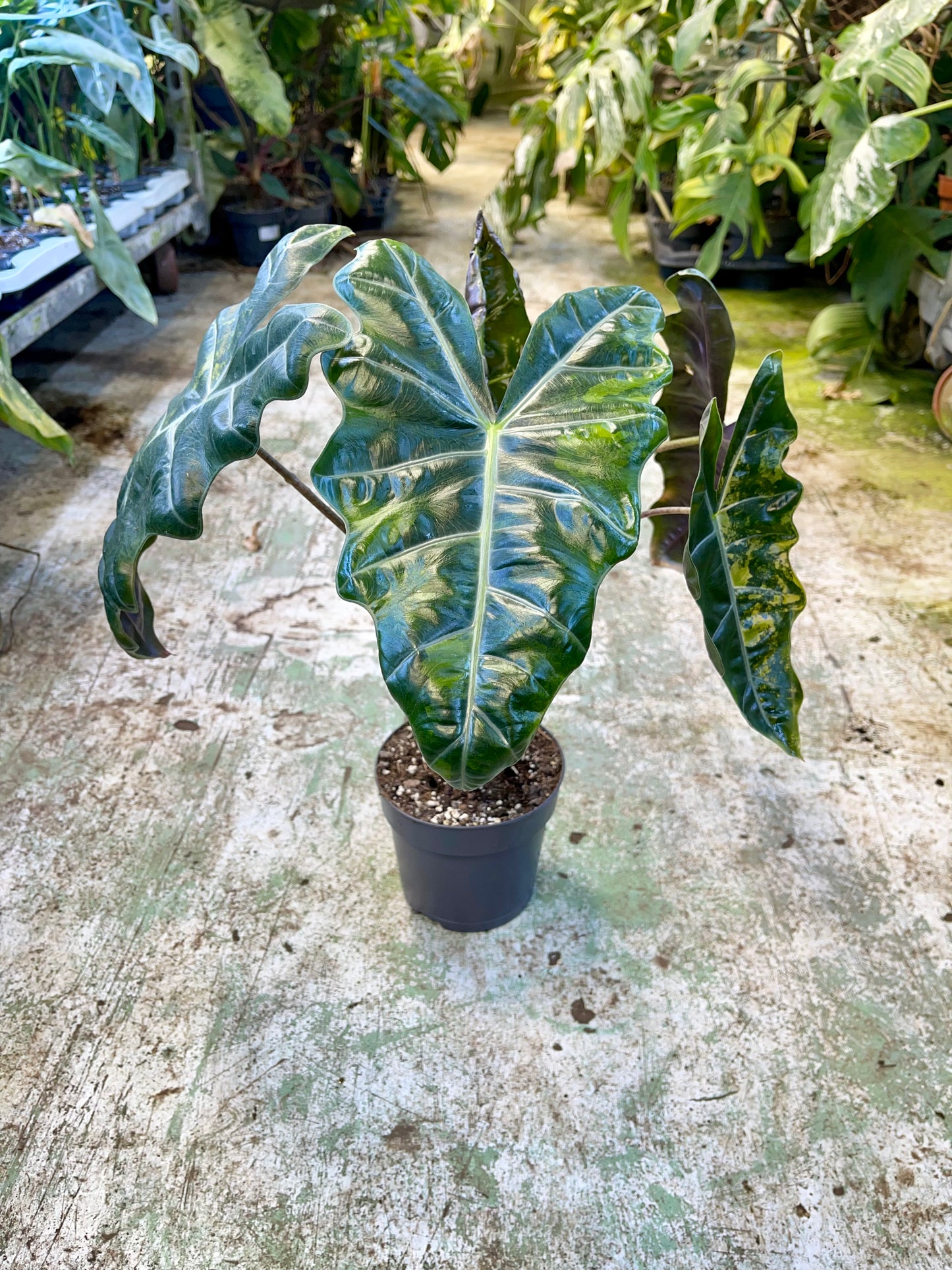ALOCASIA PSEUDO SANDERIANA AUREA L