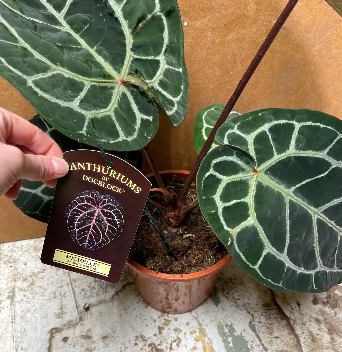 Anthurium Docblock Michelle