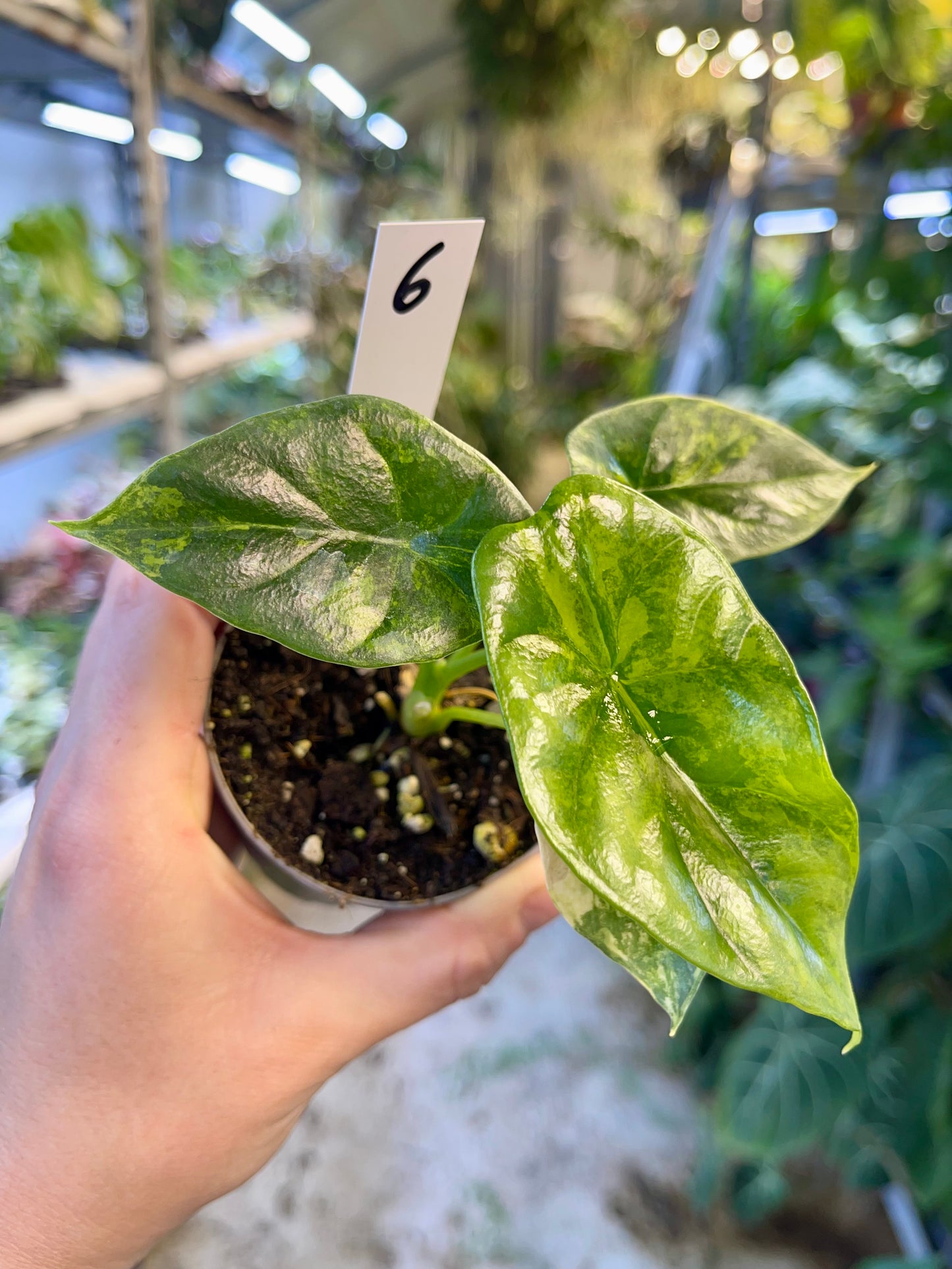 Alocasia sinuata variegata NEW
