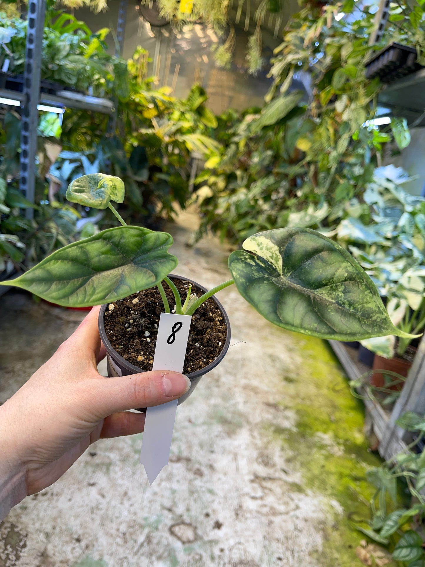 Alocasia dragon scale variegata