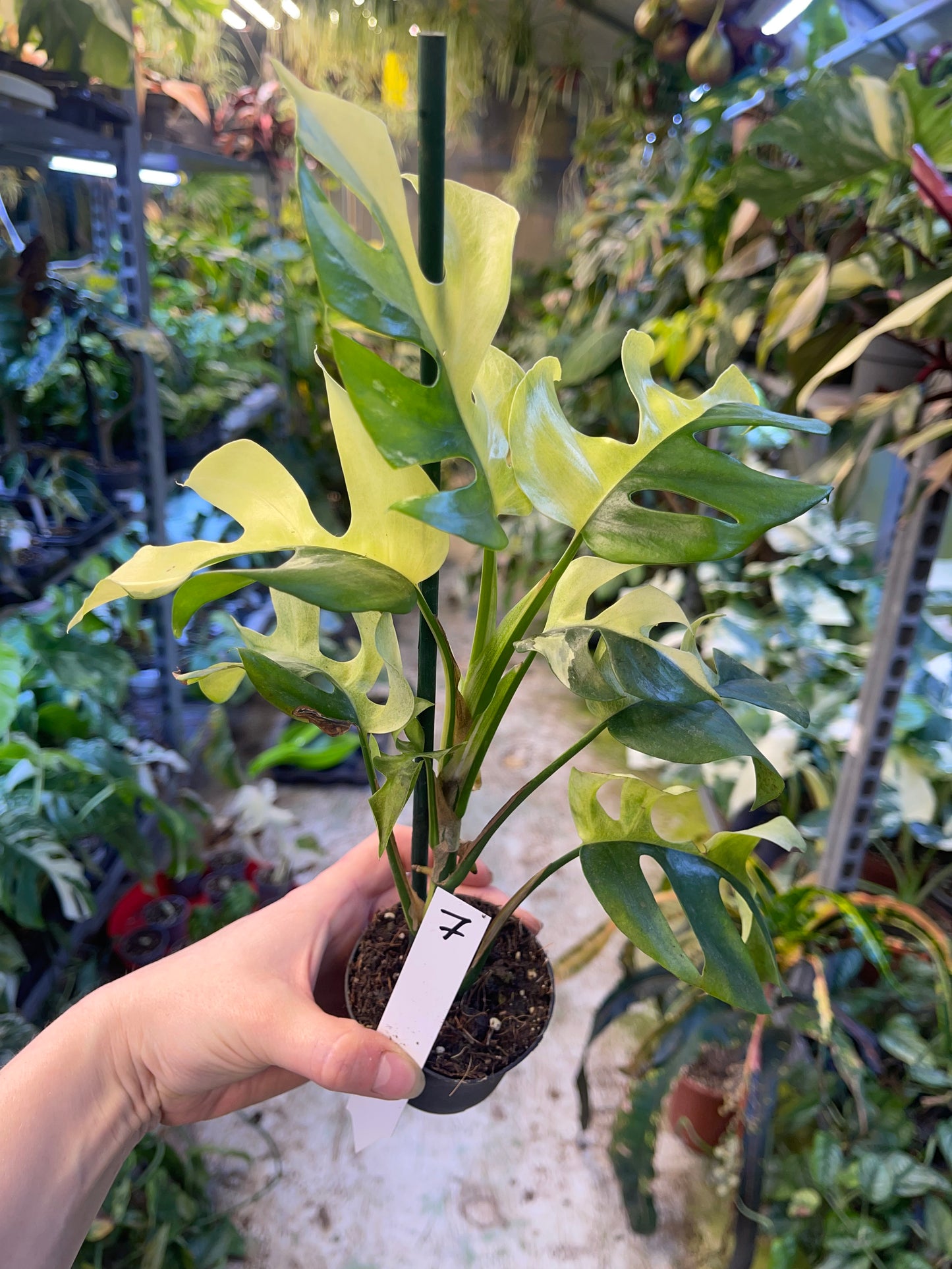 Monstera minima ALBO variegata / Rhaphidophora tetrasperma ALBO variegata