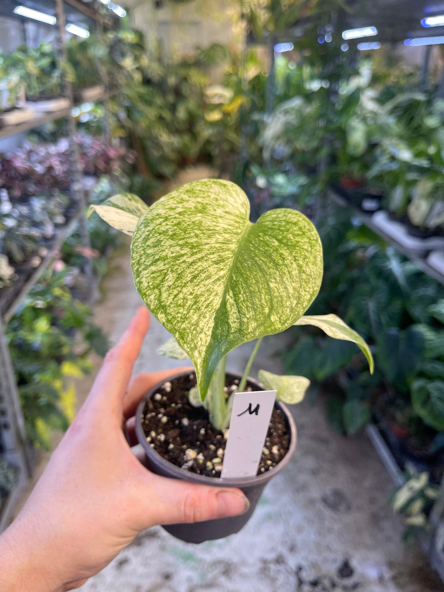 MONSTERA WHITE MONSTER M NEW