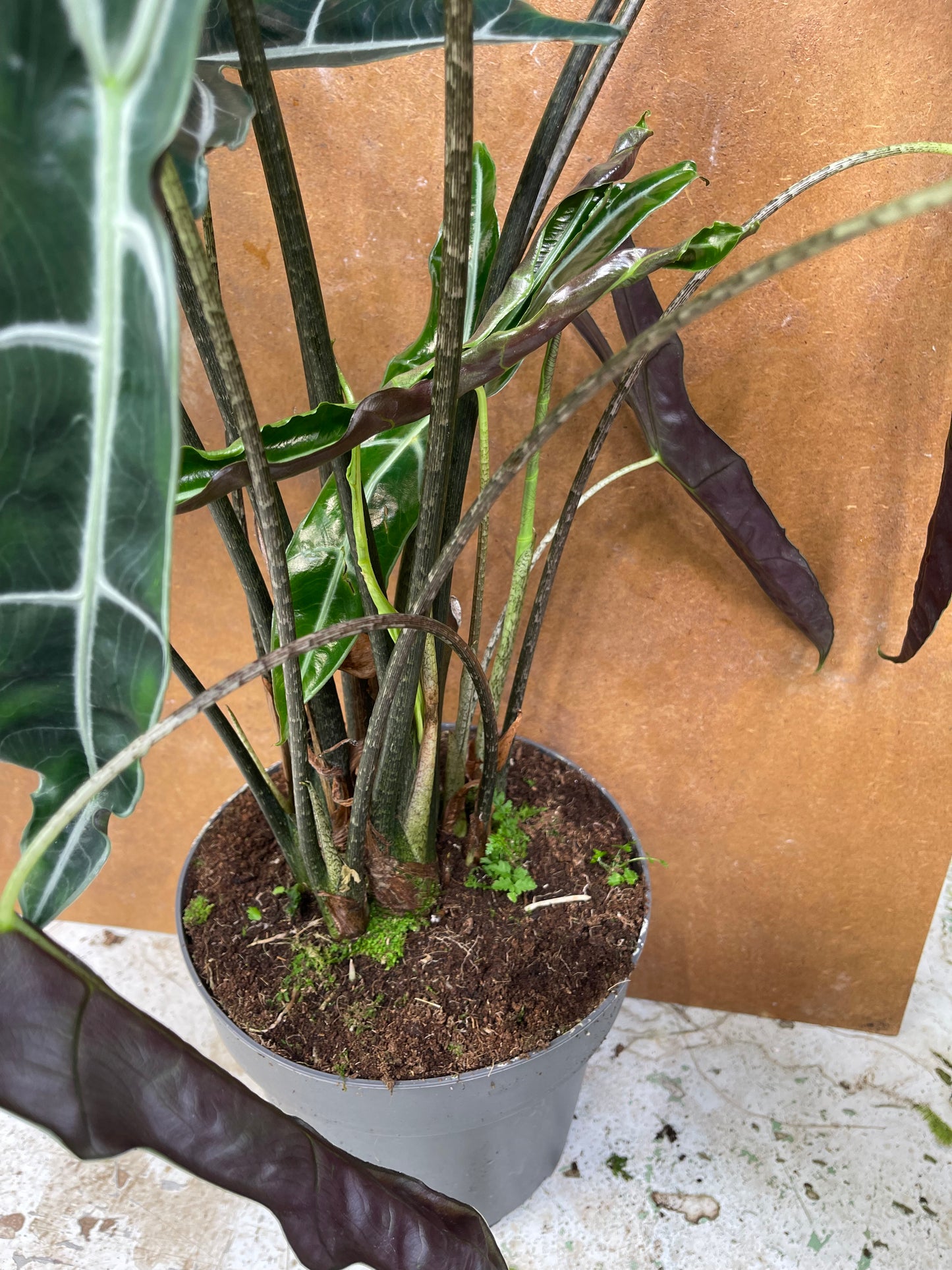 Alocasia longiloba sp Bornéo XL