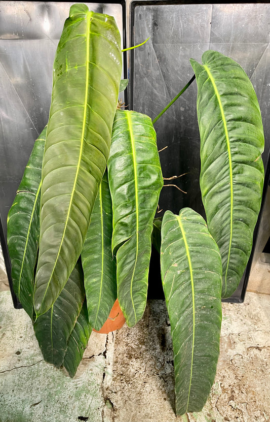 Philodendron Patriciae XXL