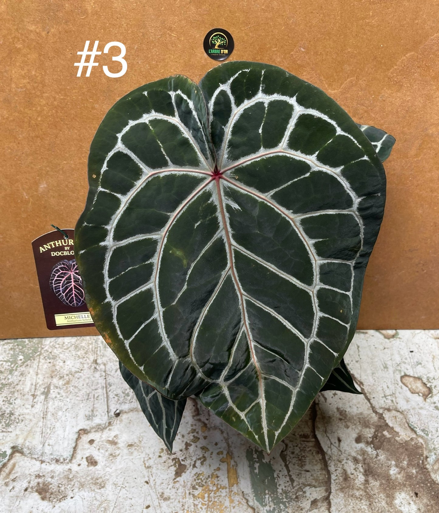 Anthurium Docblock Michelle