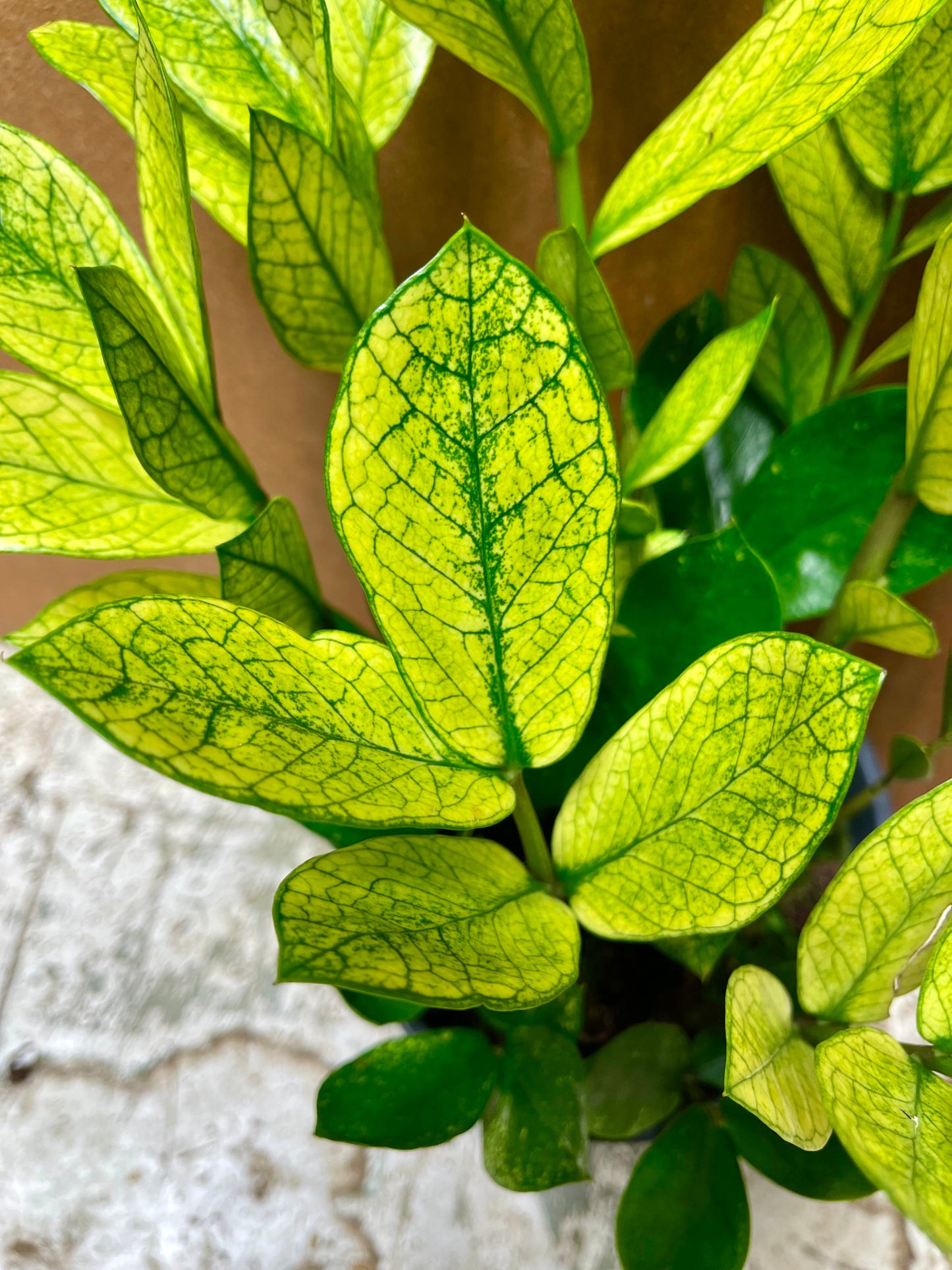 Zamioculcas zamiifolia chameleon