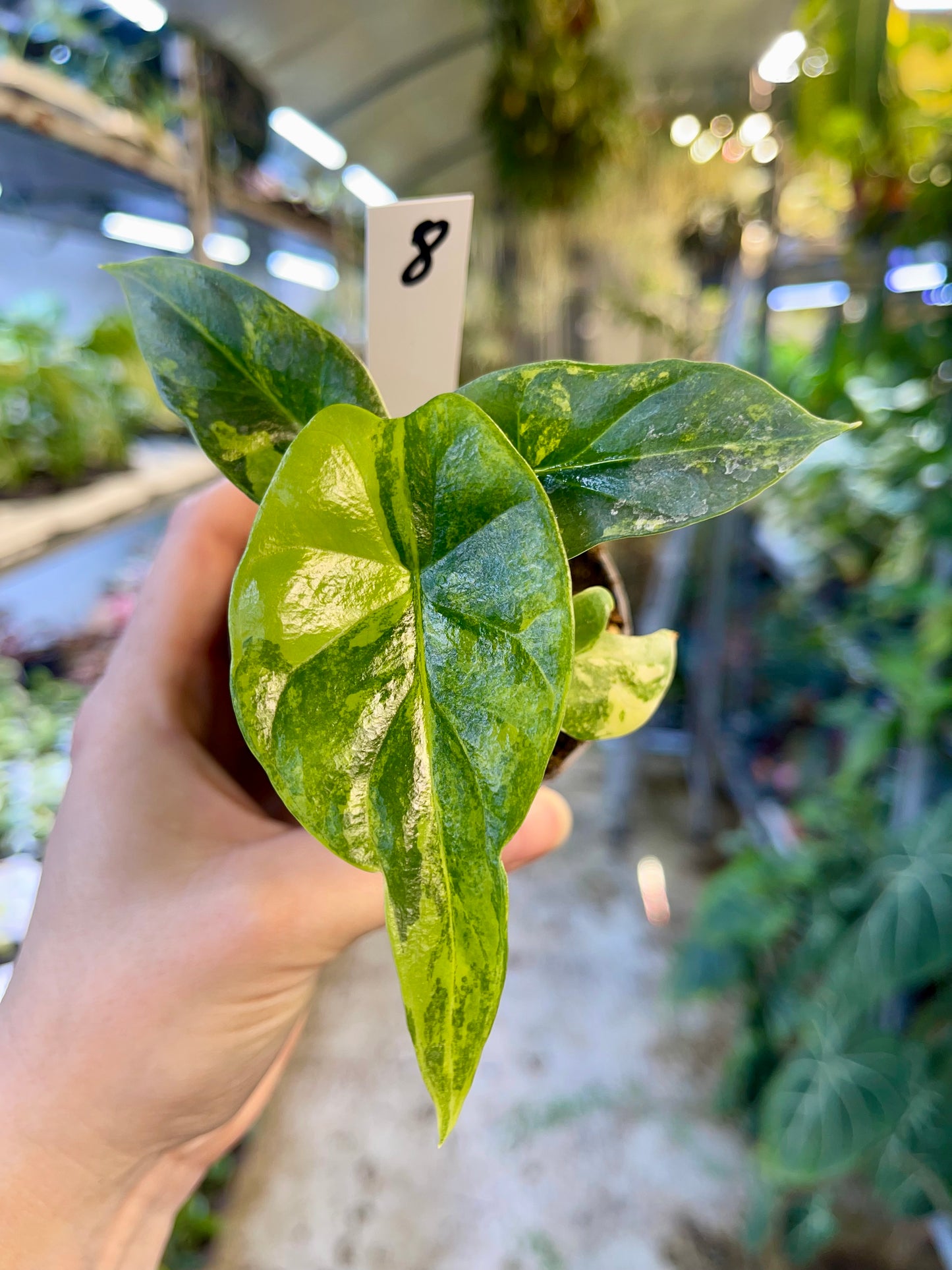 Alocasia sinuata variegata NEW