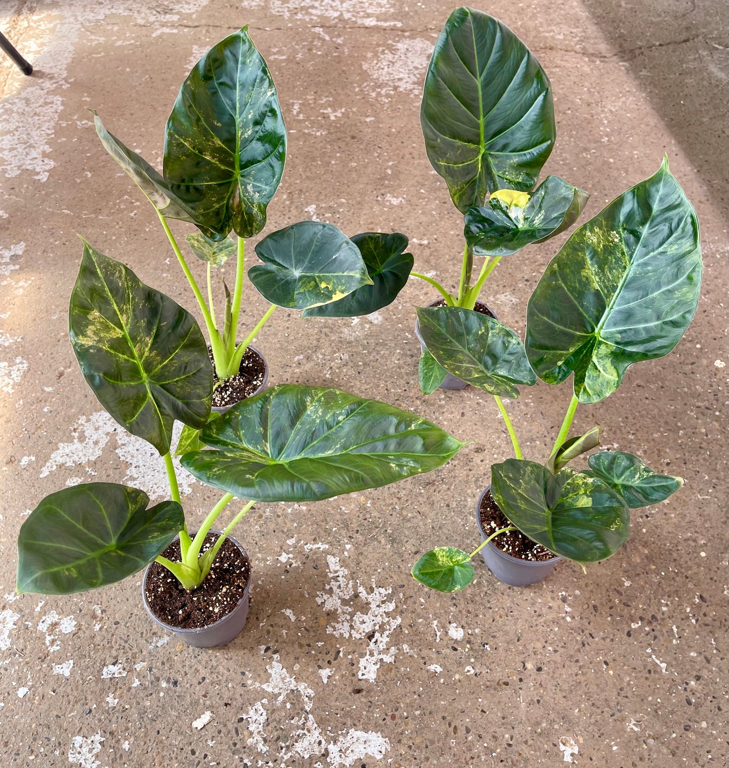ALOCASIA REGAL SHIELD AUREA
