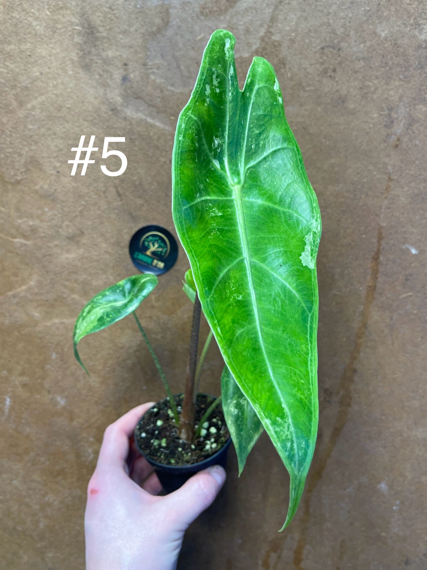 Alocasia longiloba variegata M