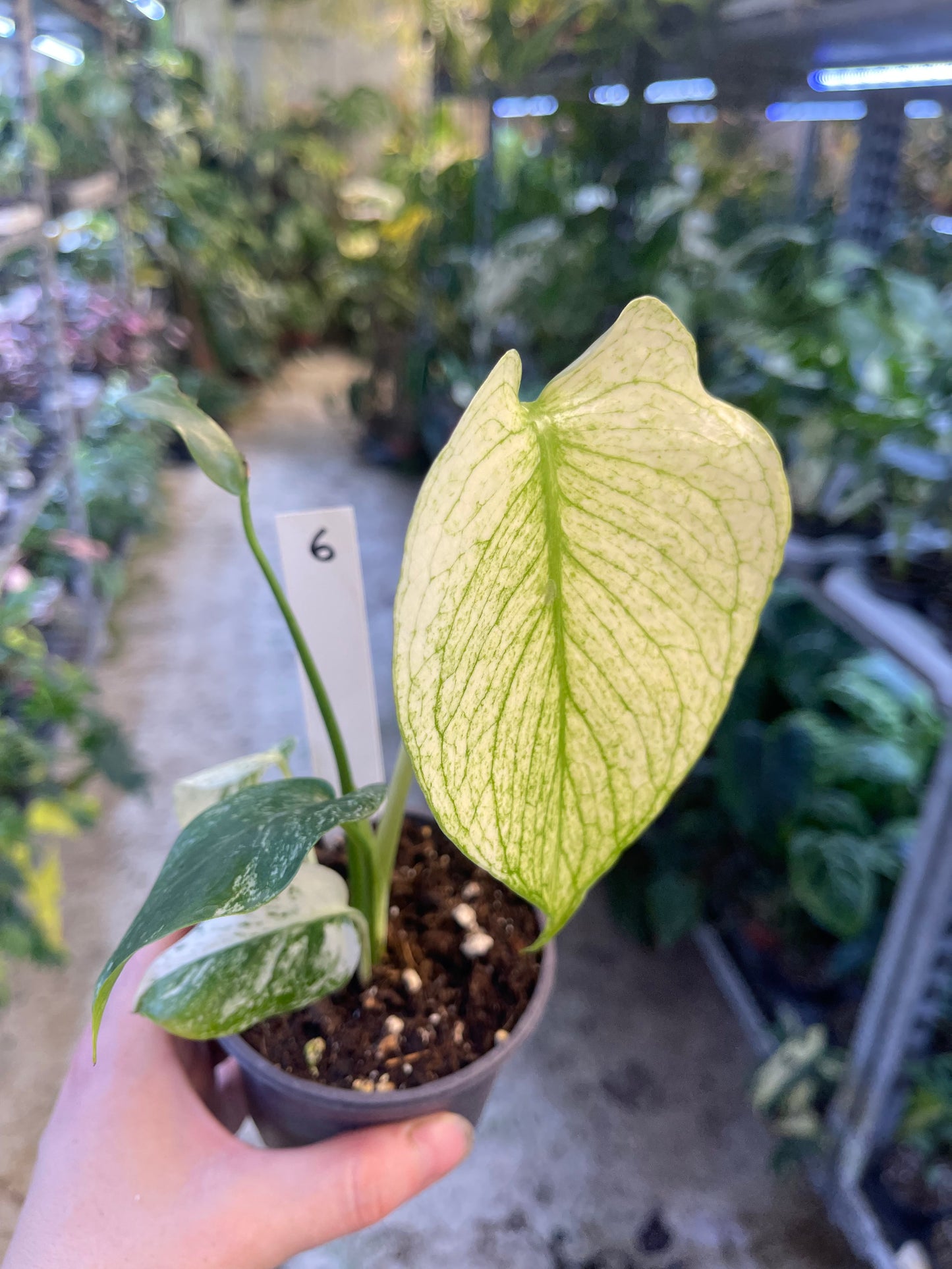 MONSTERA WHITE MONSTER M NEW