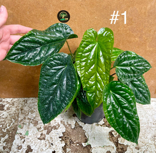 Anthurium radicans x luxurians