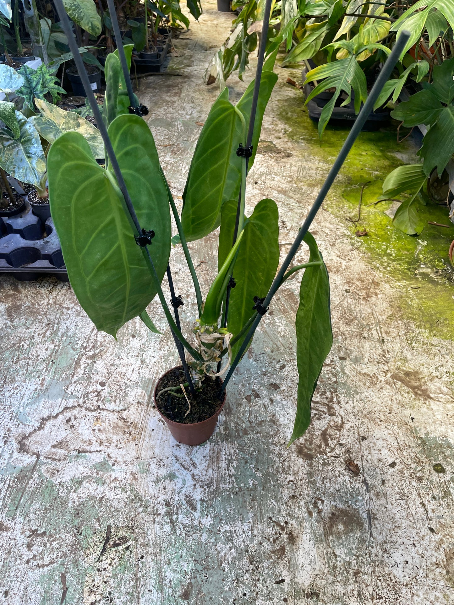Anthurium warocqueanum L