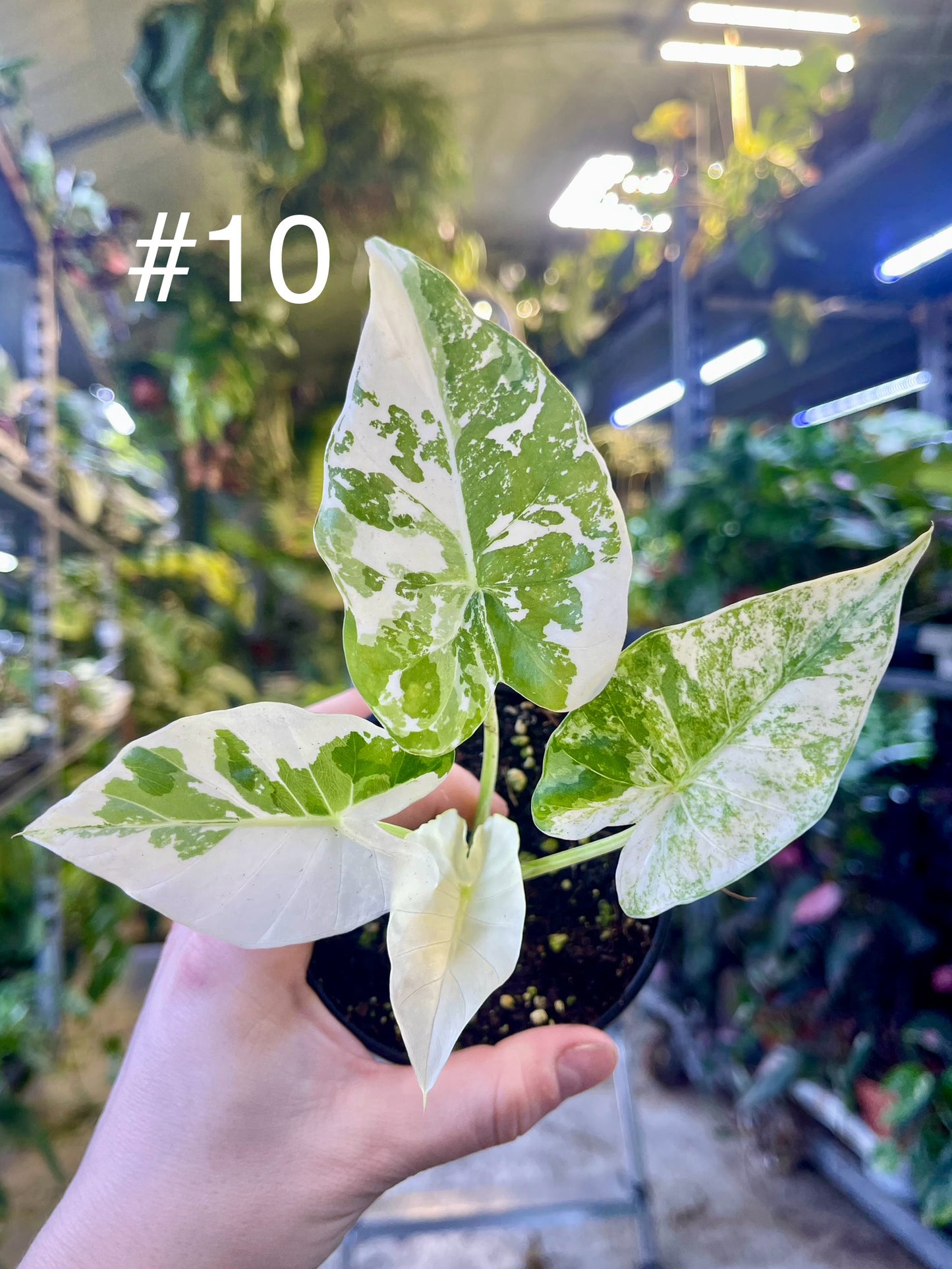 Alocasia gageana albo variegata