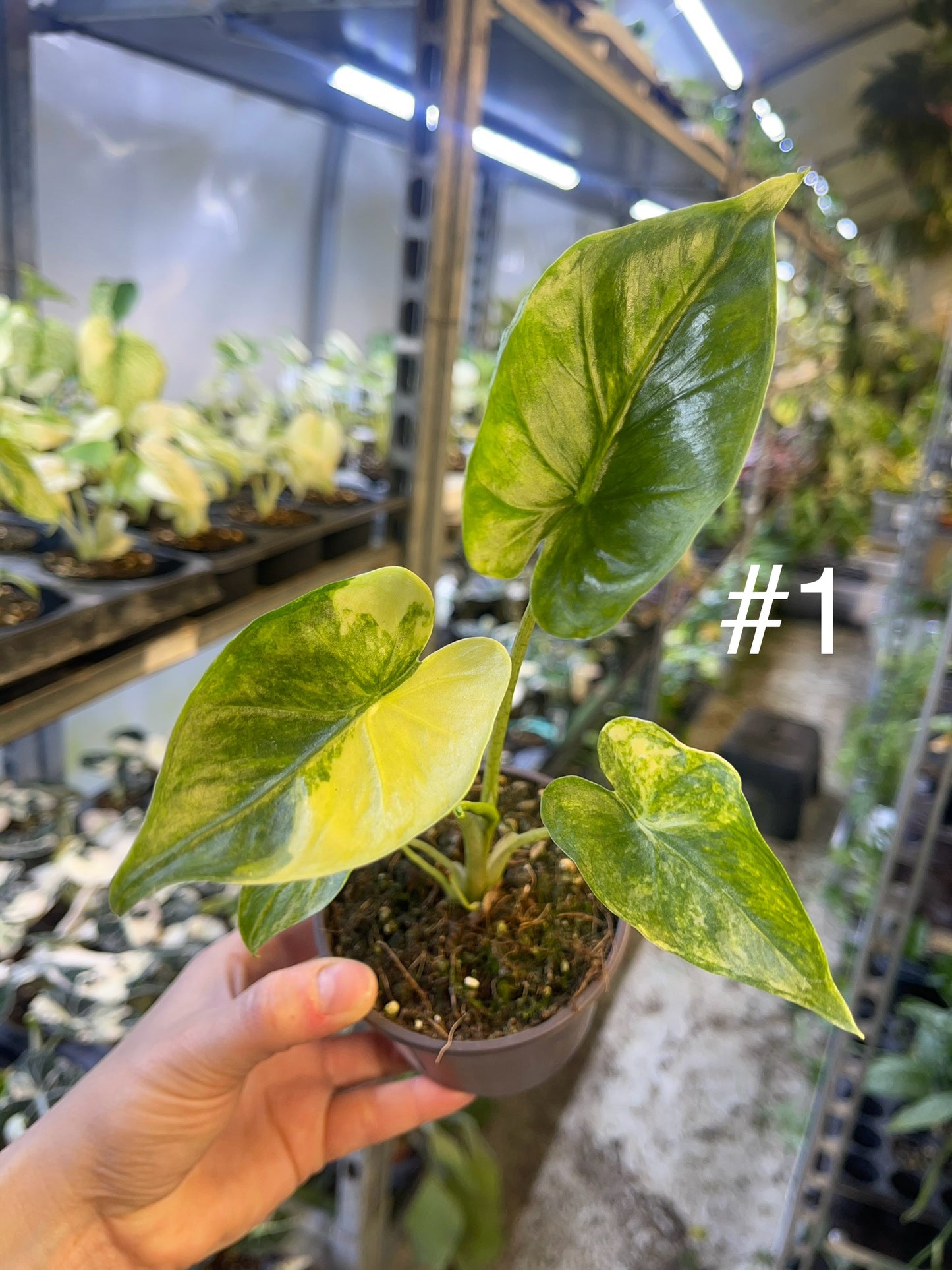 Alocasia shock treatment variegata M NEW