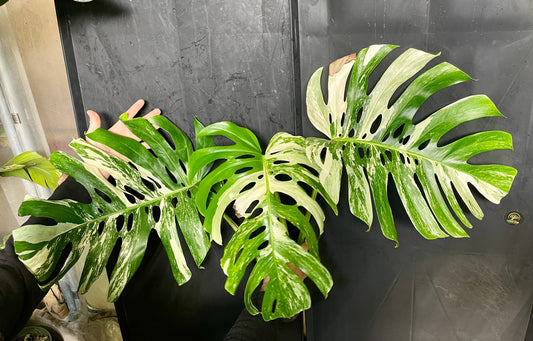 Monstera variegata big form XL