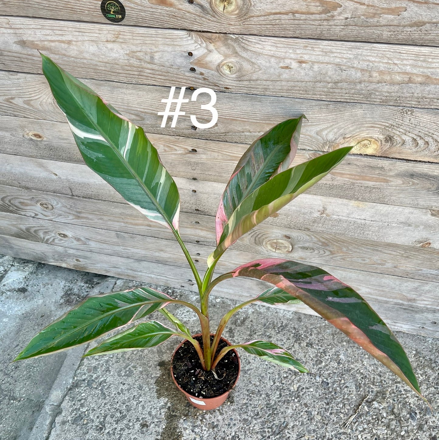 Musa nono pink variegata taille L