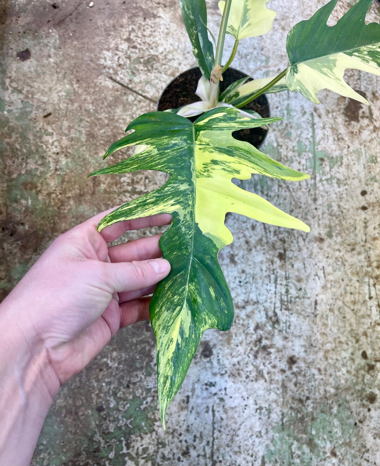 Philodendron tortum variegata x florida beauty