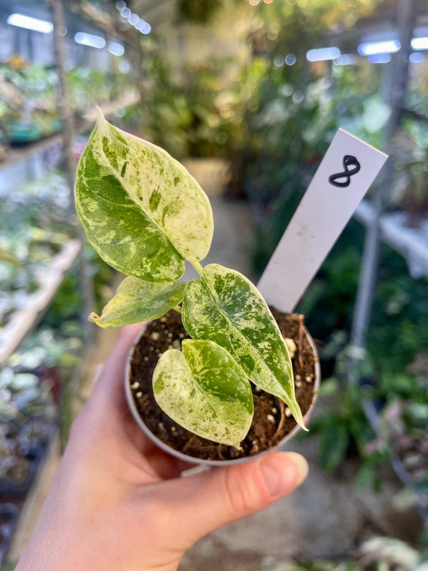 Alocasia dragon scale mint variegata NEW