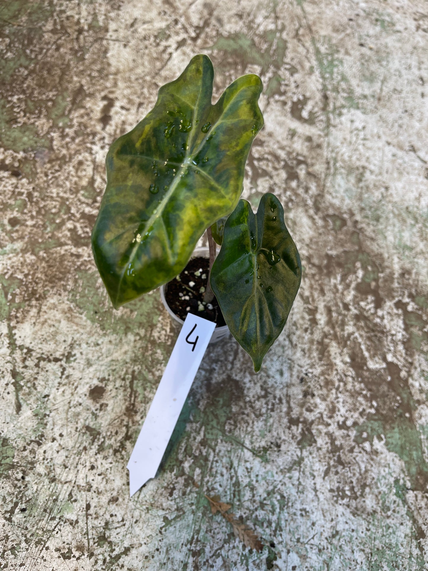 Alocasia pseudo sanderiana aurea variegata NEW