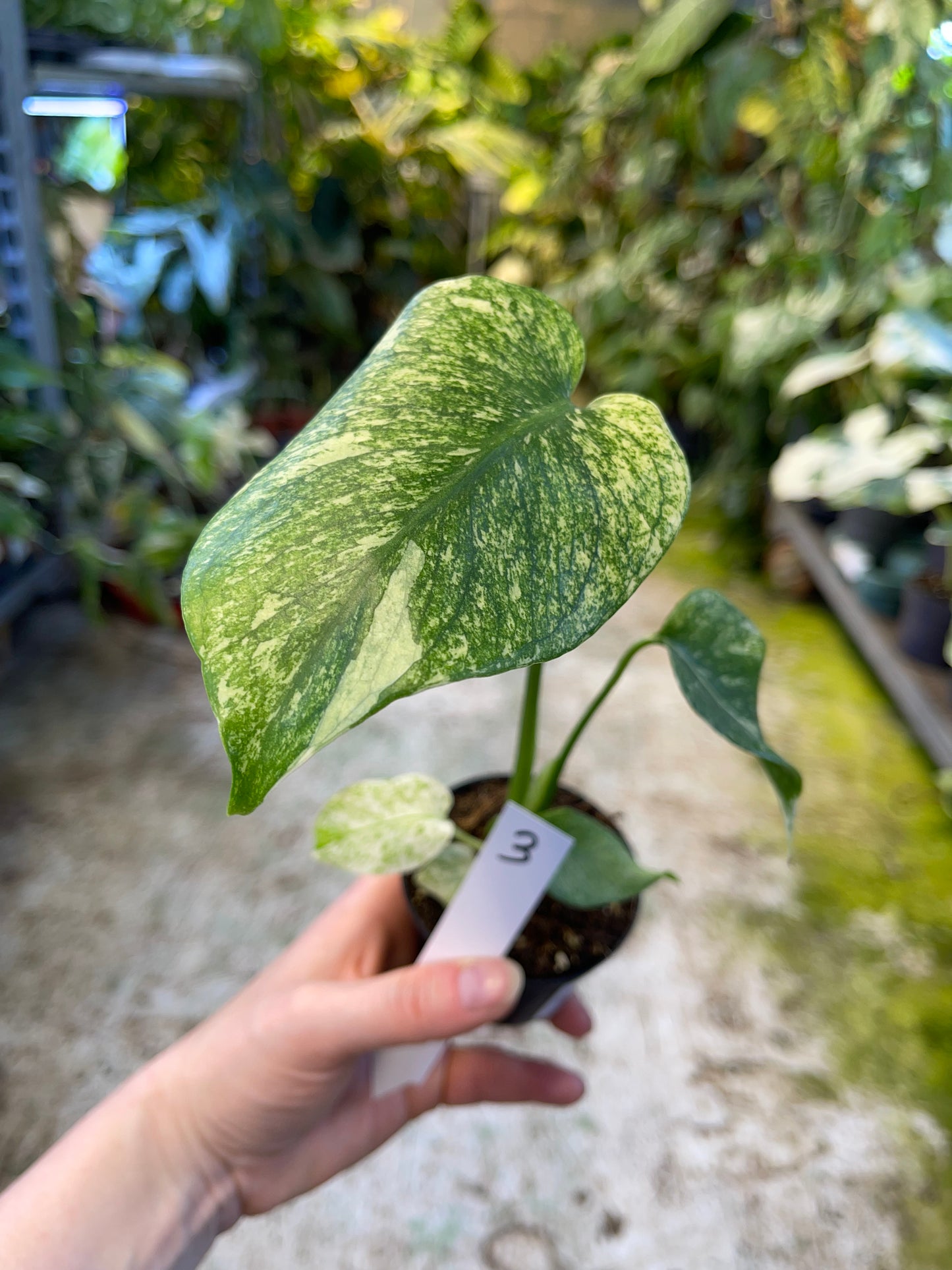 MONSTERA MINT WHITE MONSTER M NEW