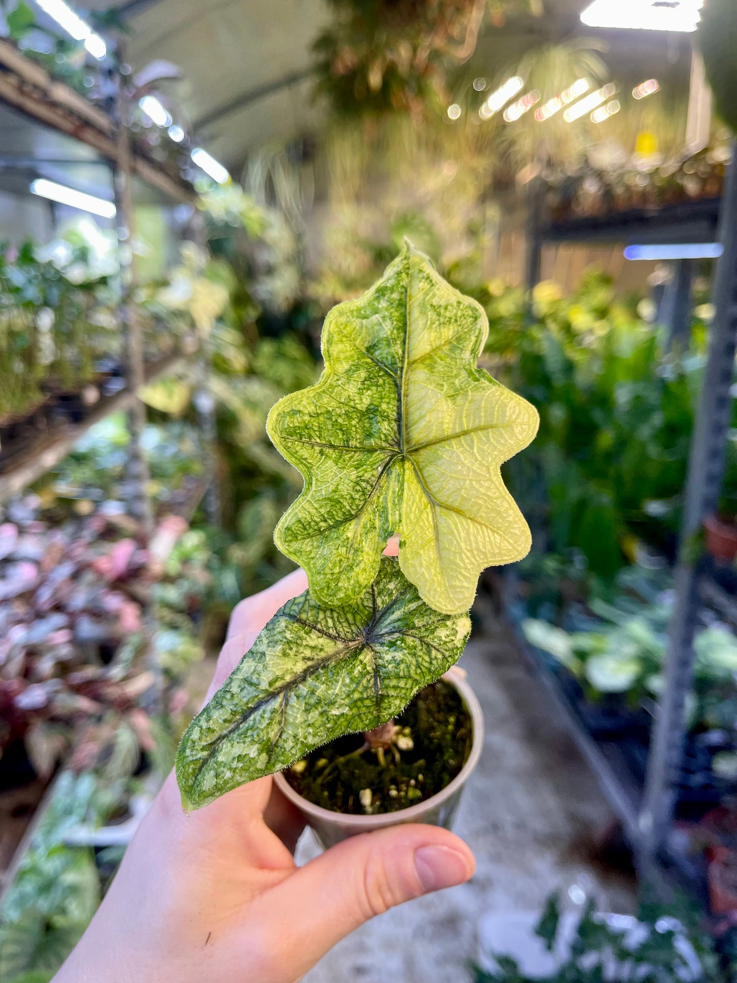 Alocasia jacklyn variegata
