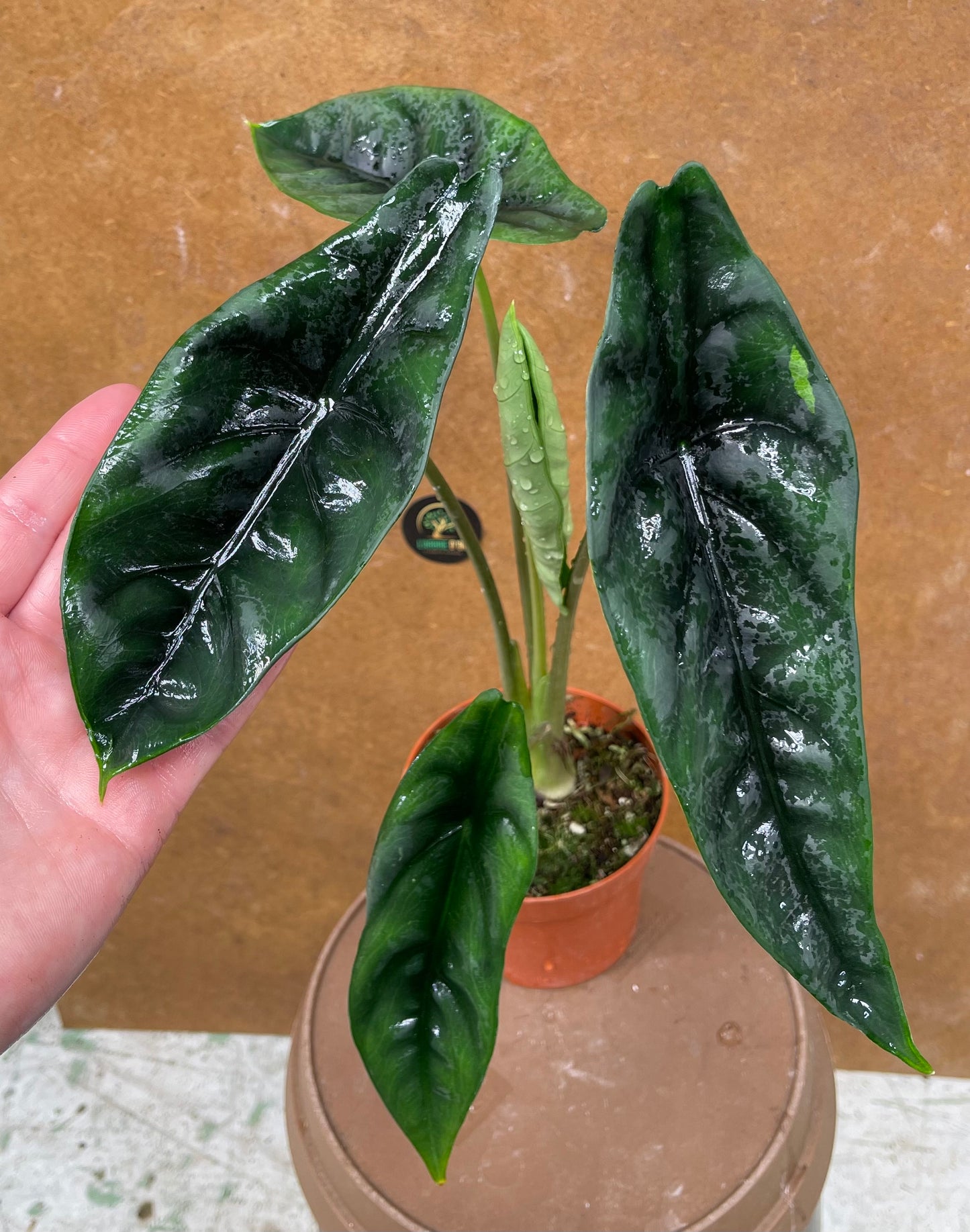 Alocasia venusta