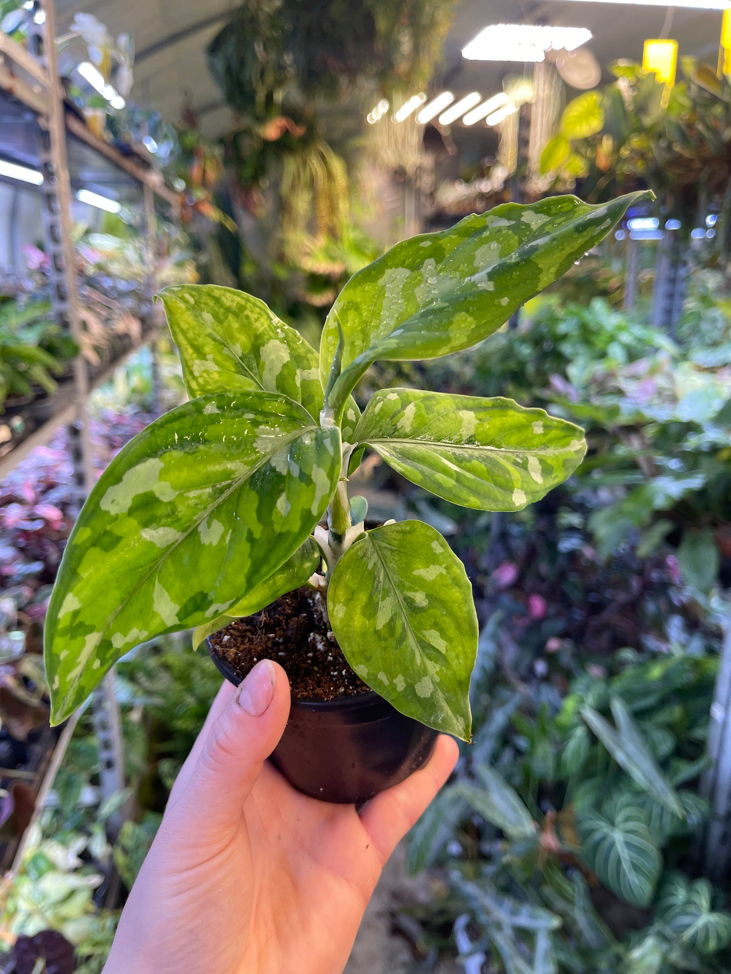 Aglaonema pictum tricolor