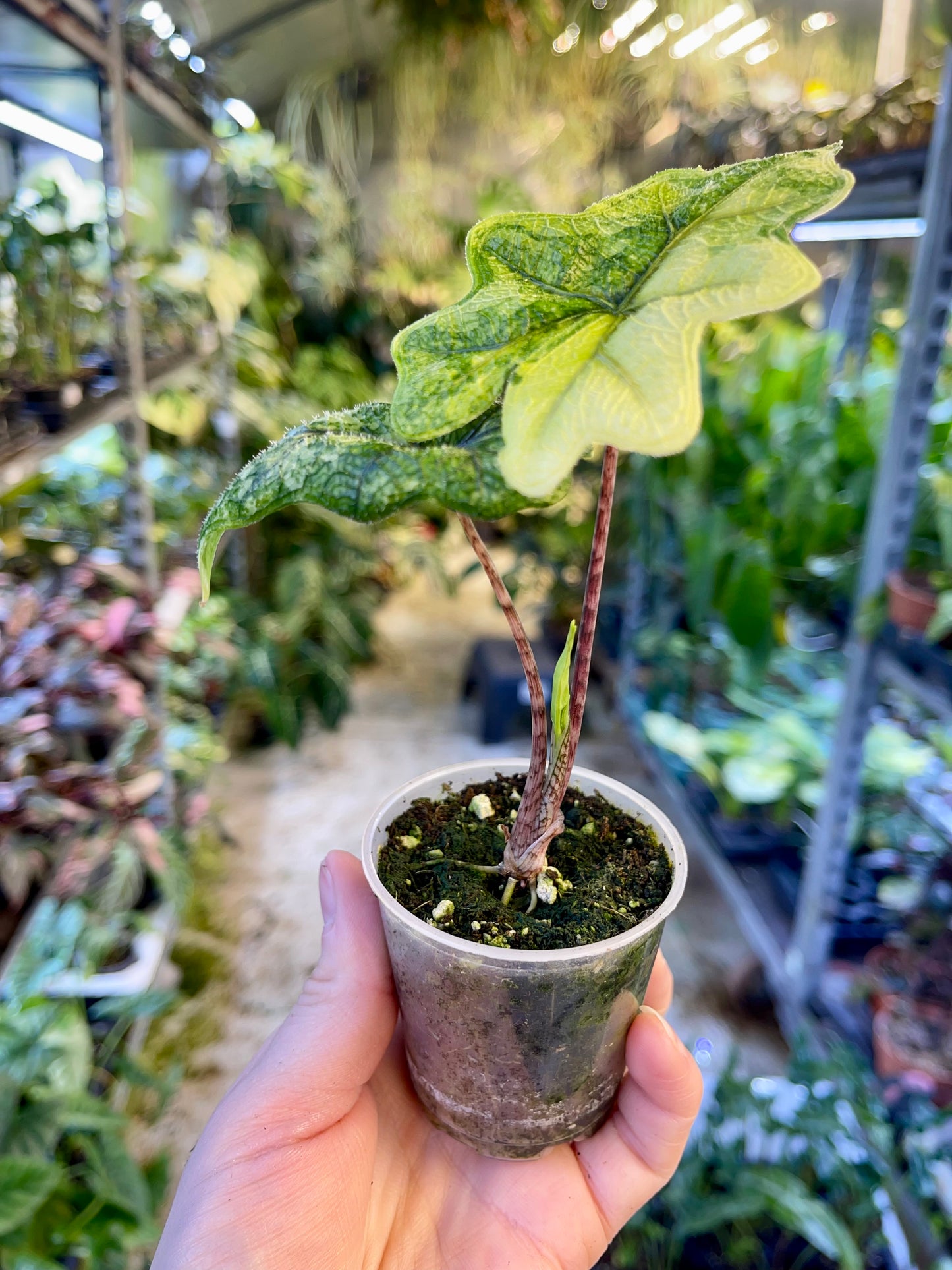 Alocasia jacklyn variegata