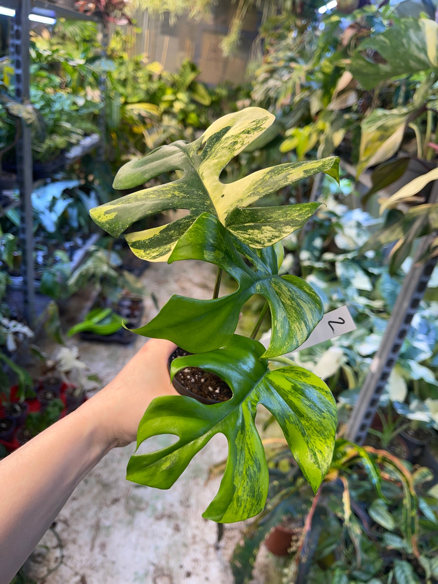 Monstera minima aurea yellow Marilyn / Rhaphidophora tetrasperma aurea yellow Marilyn