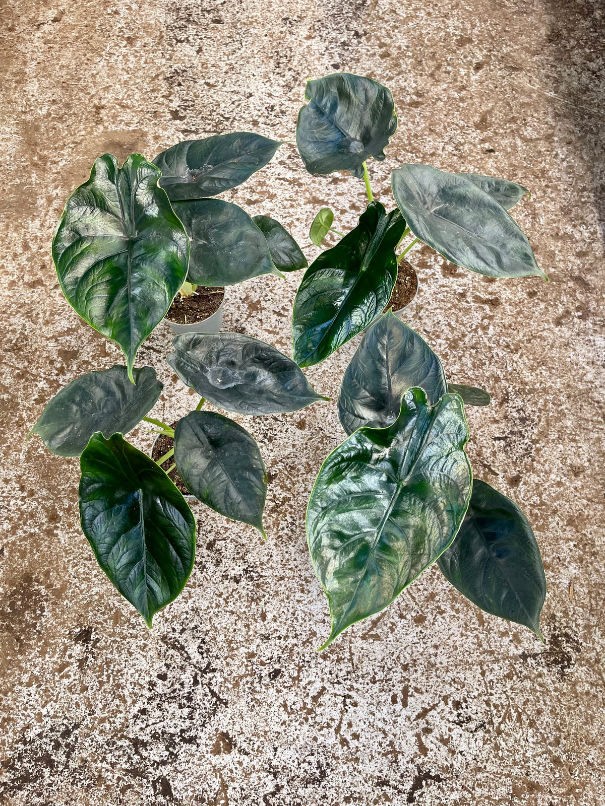 Alocasia green unicorn
