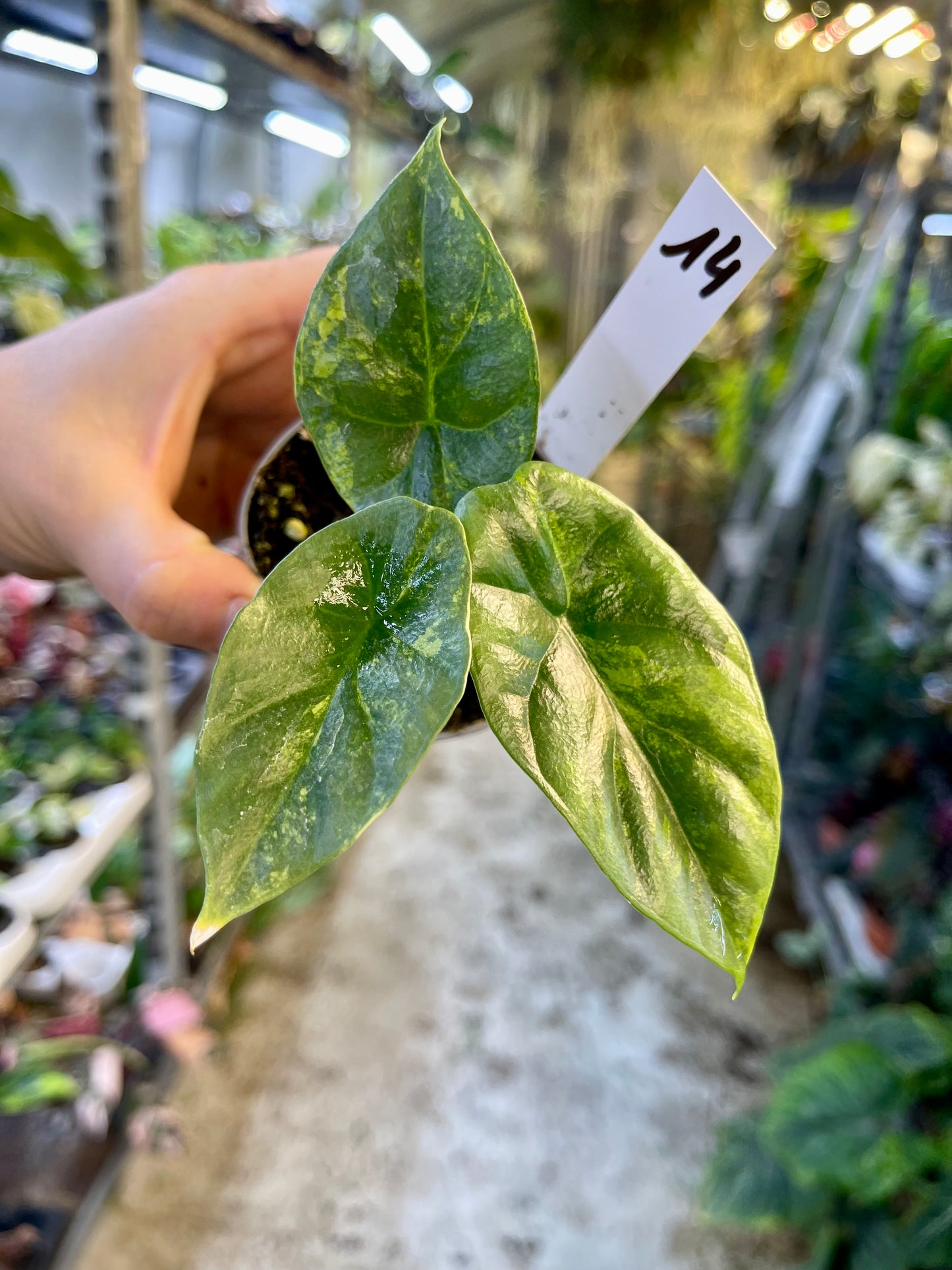 Alocasia sinuata variegata NEW