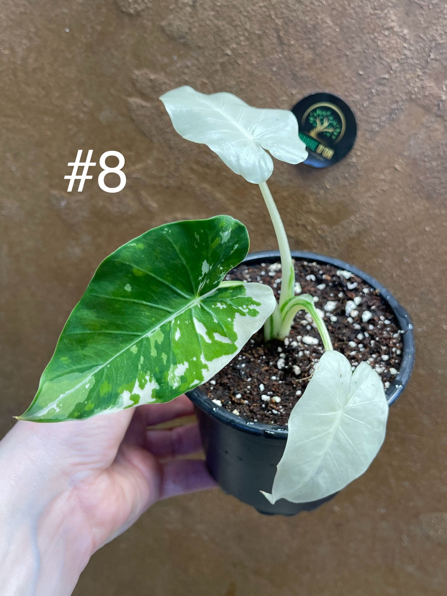 Alocasia okinawa silver / variegata