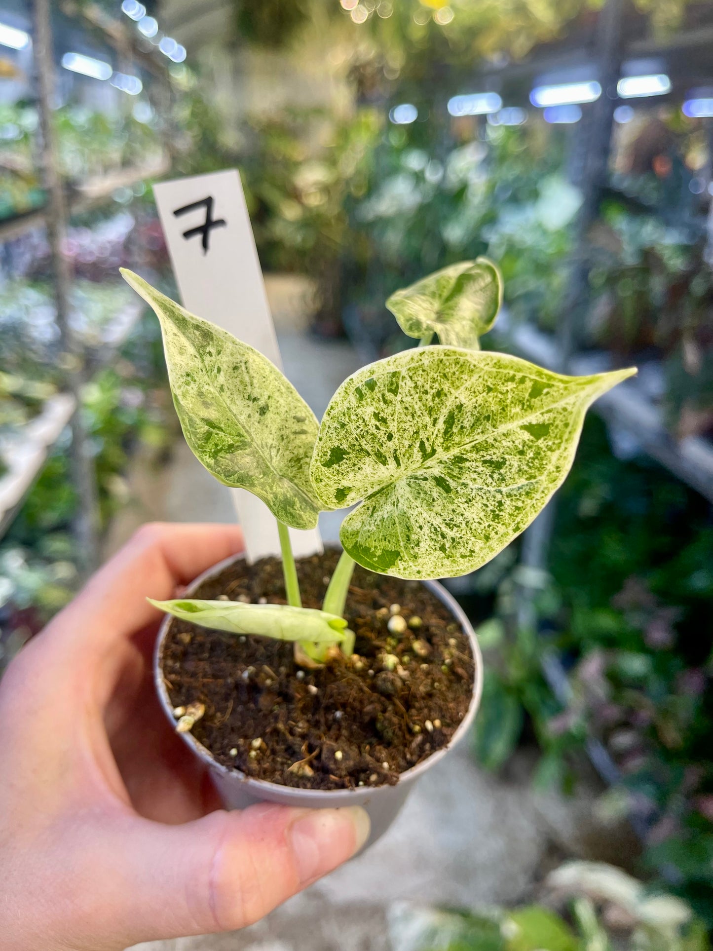 Alocasia dragon scale mint variegata NEW
