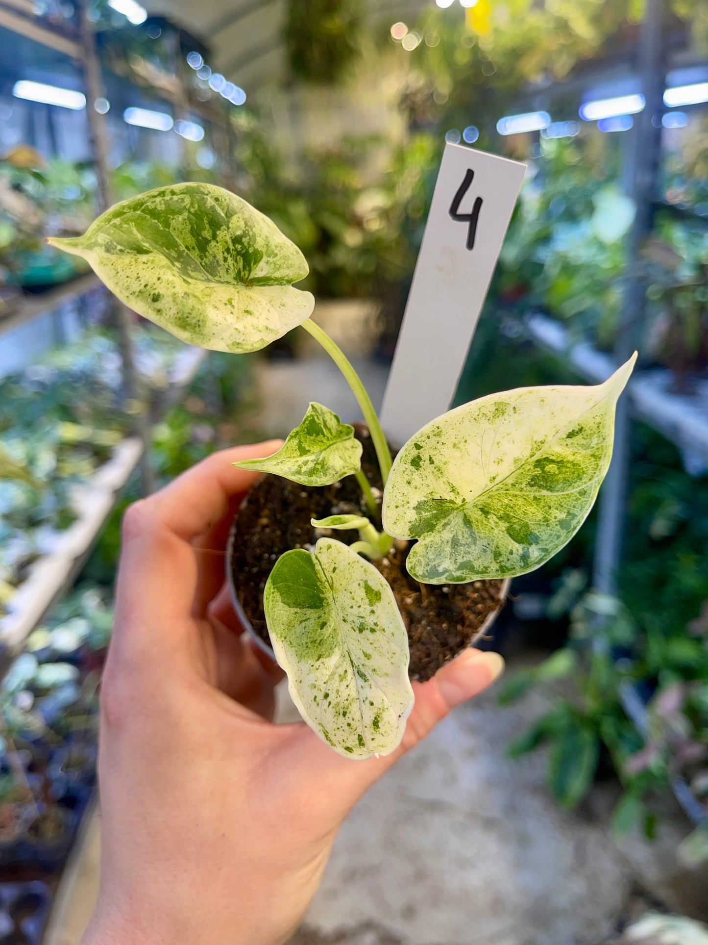 Alocasia dragon scale mint variegata NEW