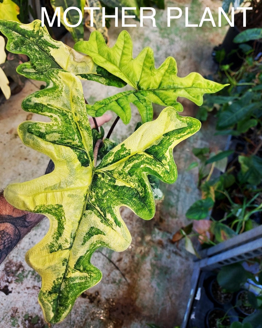 Alocasia jacklyn variegata