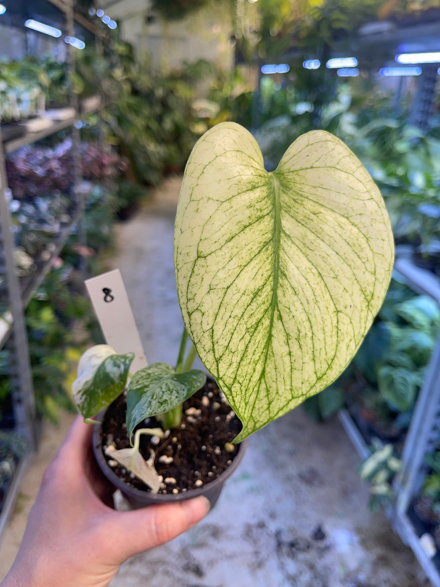 MONSTERA WHITE MONSTER M NEW