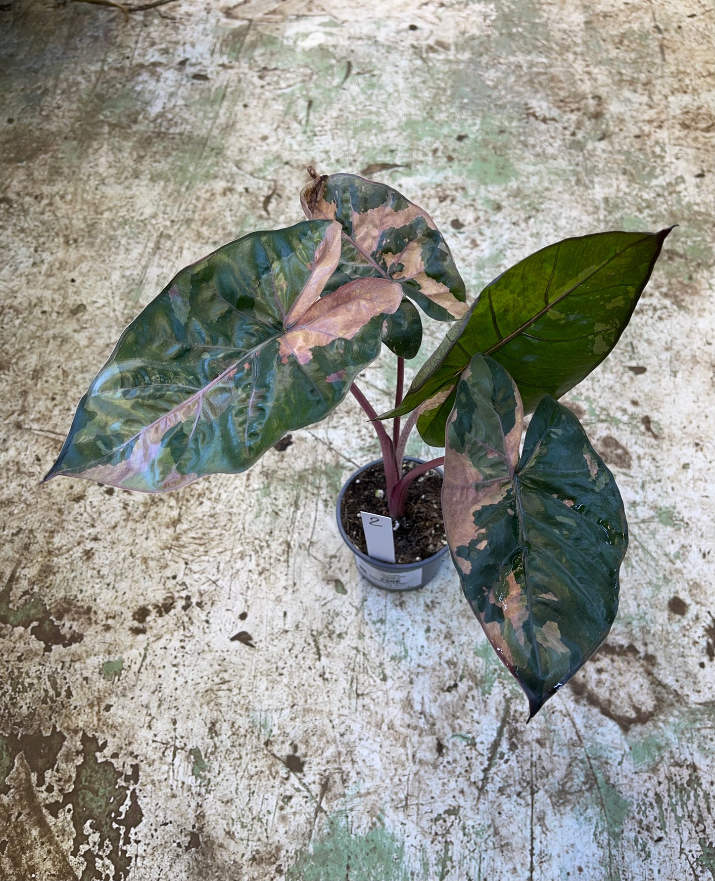 Alocasia yucatan pink variegata M