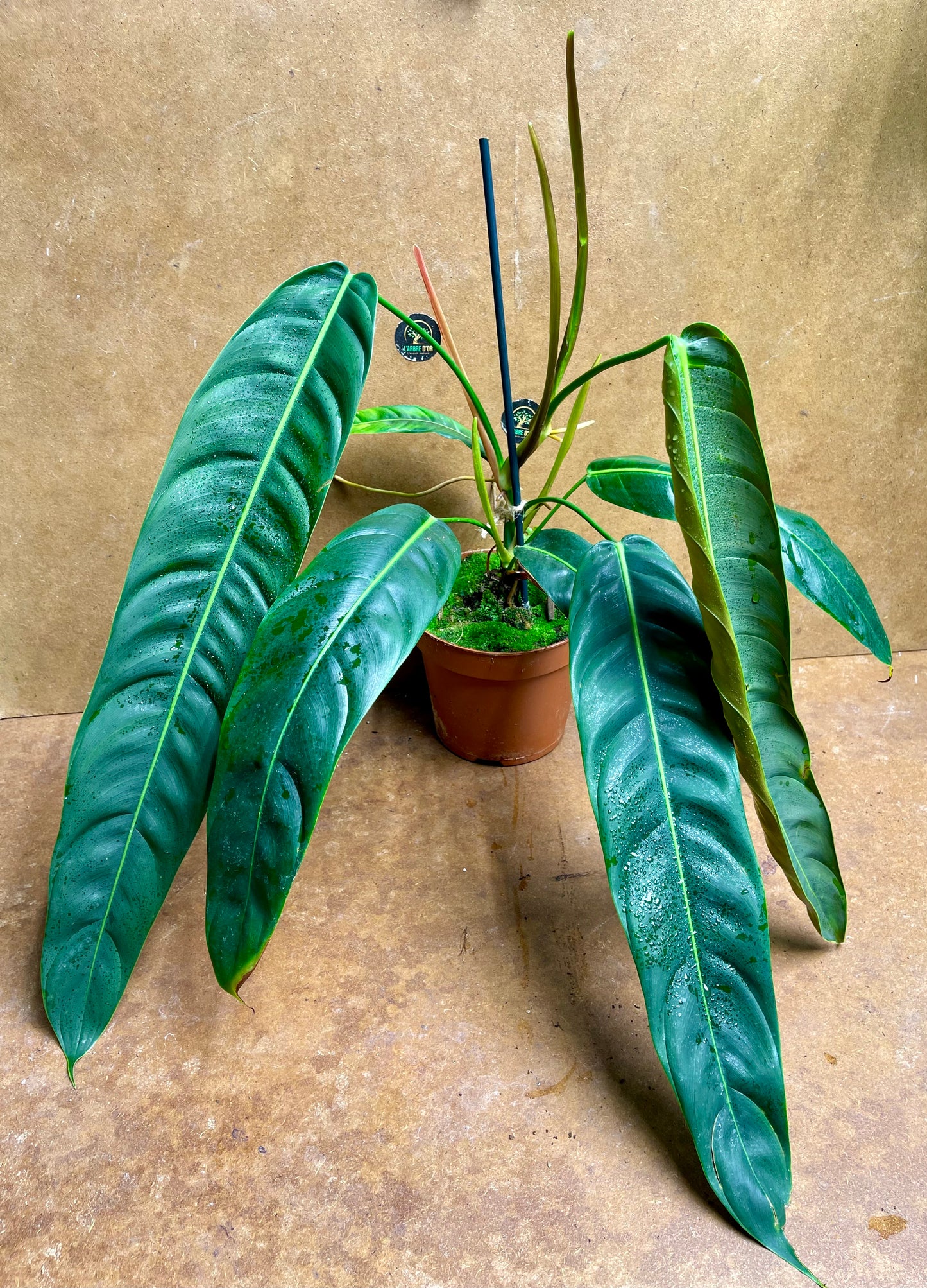Philodendron Patriciae