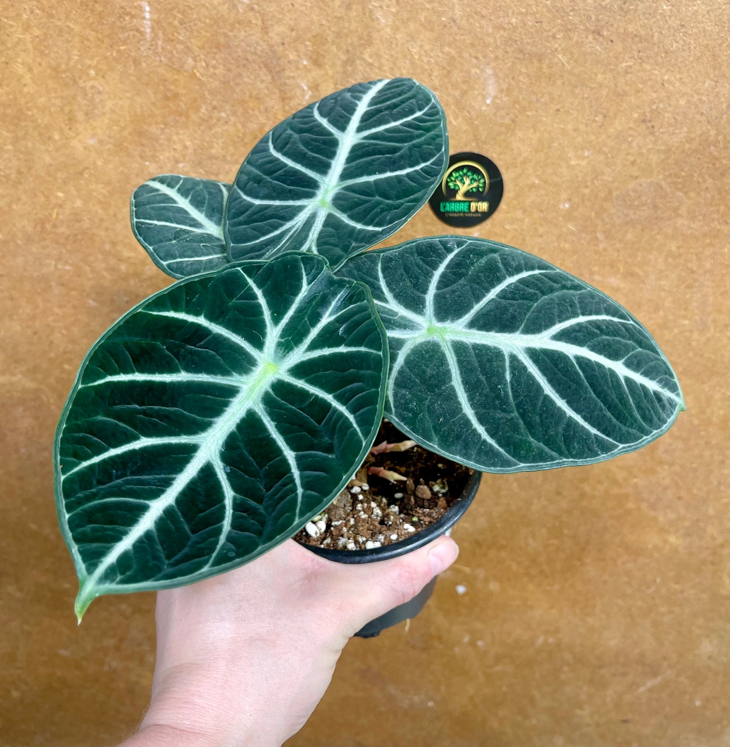 Alocasia ninja
