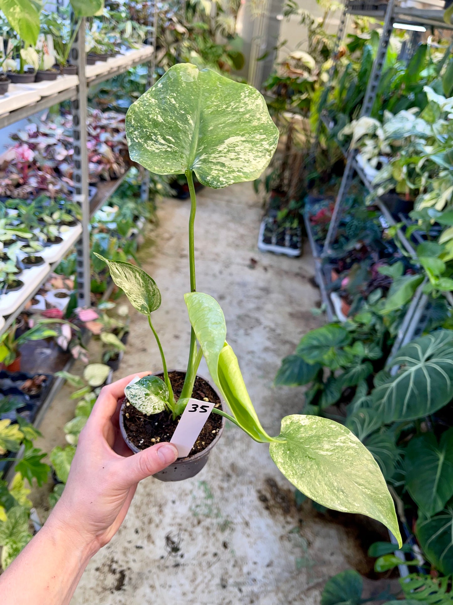 MONSTERA WHITE MONSTER M NEW
