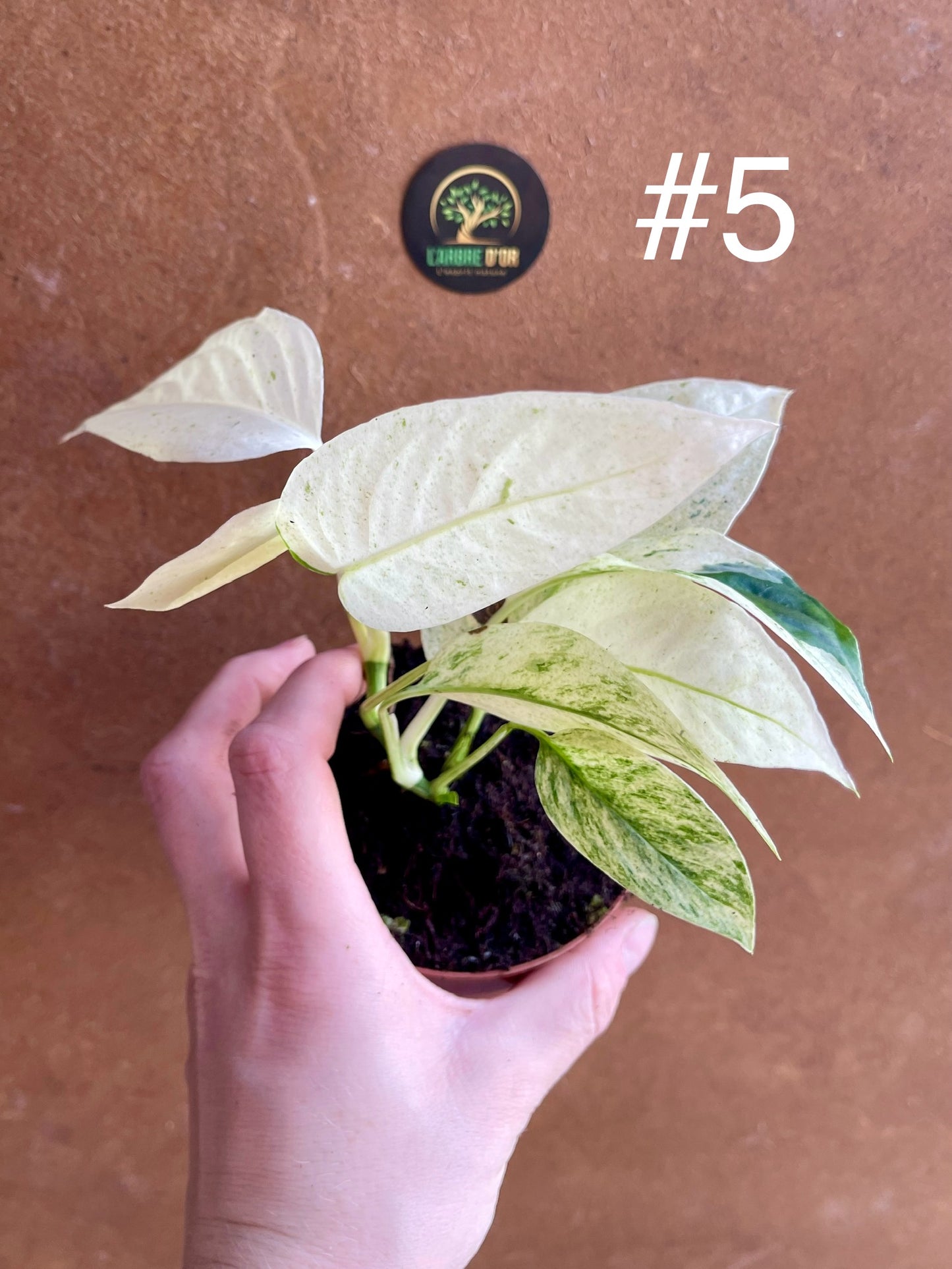 Monstera laniata variegata