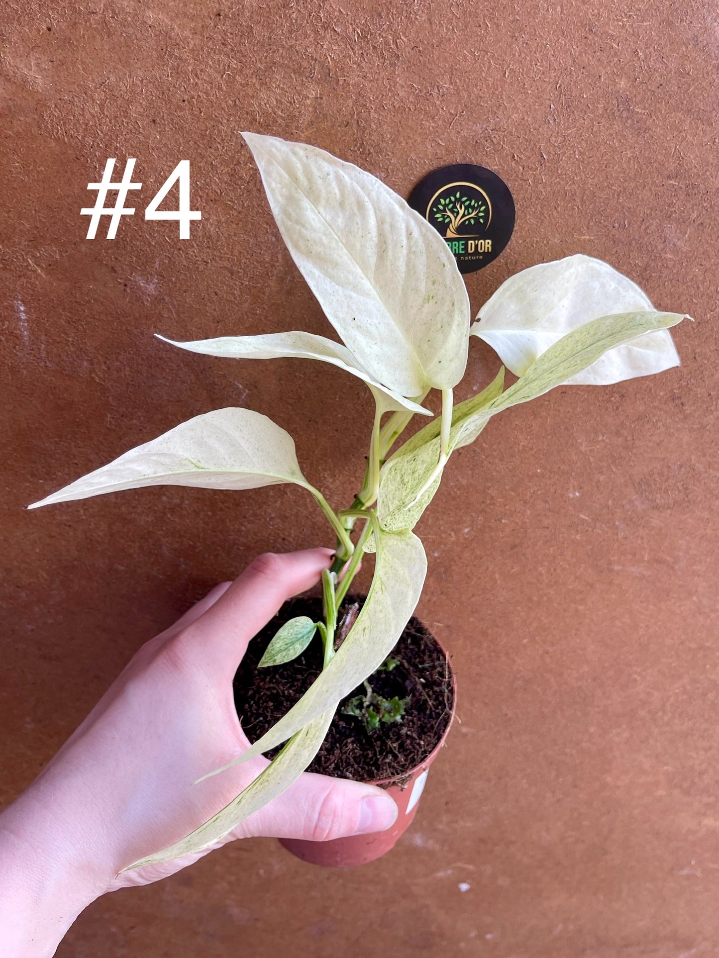 Monstera laniata variegata