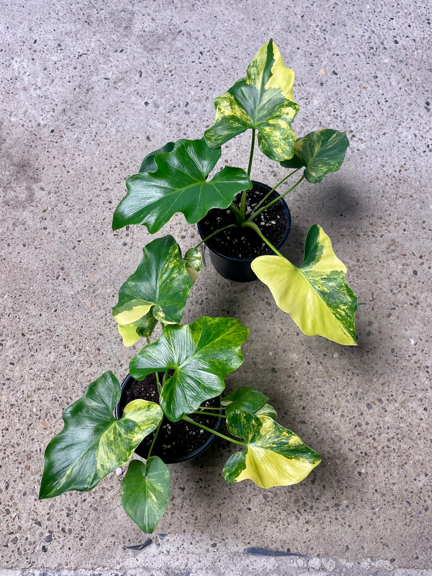 Philodendron bipinnatifidum selloum variegata NEW