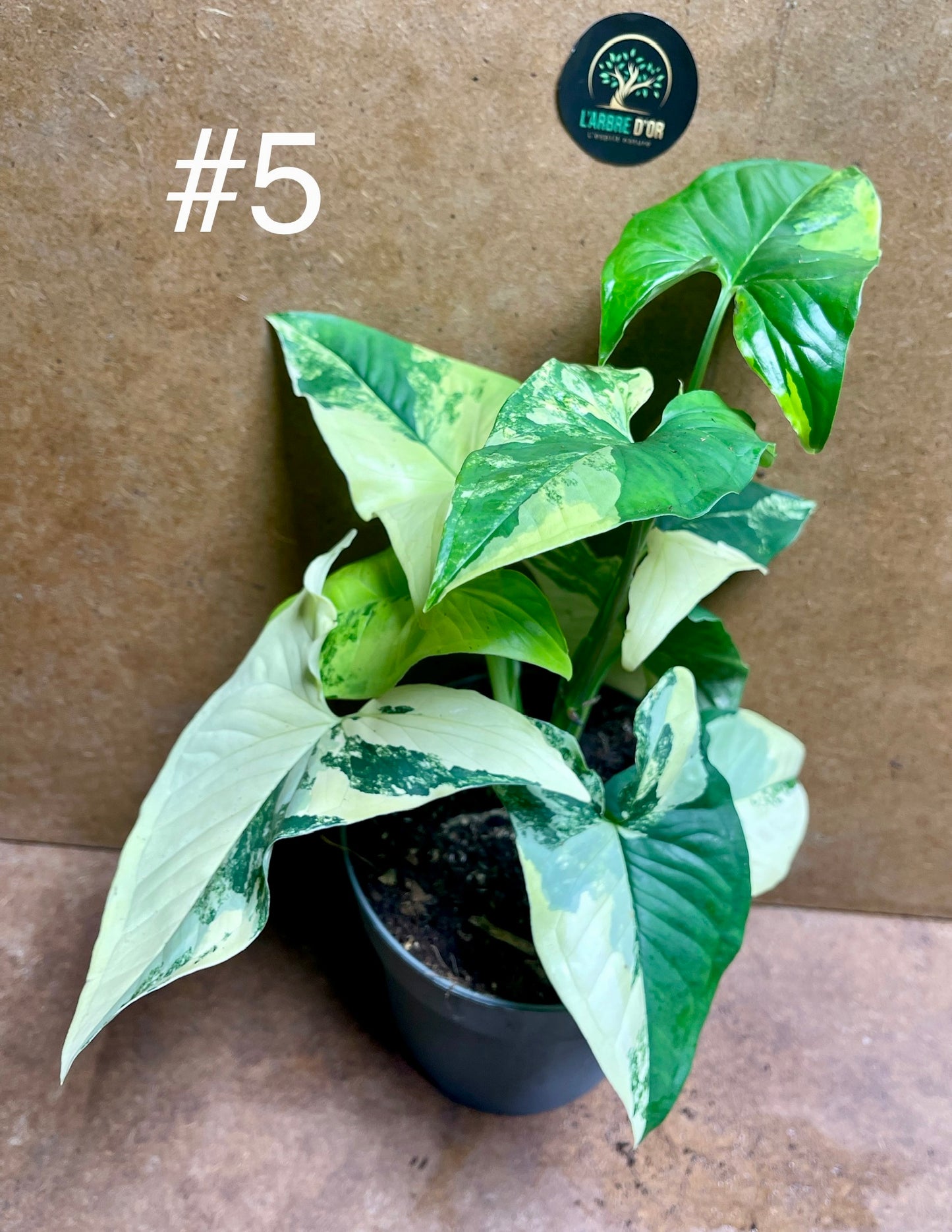 Syngonium aurea variegata